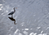 Ro Grande de Trcoles, Puntarenas province, Costa Rica: Great Blue Heron , Ardea herodias in the river - photo by M.Torres