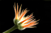 Costa Rica: orange flower, black background - photo by B.Cain