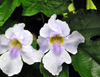 Puerto Viejo de Sarapiqu, Heredia province, Costa Rica: two orchids with rain drops - photo by M.Torres