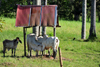 Parrita, Puntarenas province, Costa Rica: cow family - photo by M.Torres