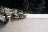 Crete - Hersonissos (Heraklion prefecture): python - constricting snake (photo by A.Dnieprowsky)