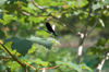 Croatia - Plitvice Lakes National Park: dragonfly - photo by P.Gustafson