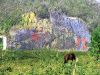 Cuba - Viales valley / Valle de Viales - Pinar del Rio Province - UNESCO World Heritage Site: pre-historical mural - Guanahatabeyes indians - Valle de Dos Hermanas - Mural de la Prehistoria - mogote llamado Pita - photo by L.Gewalli