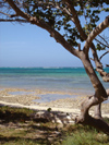 Cuba - Guardalavaca - tree and water - photo by G.Friedman