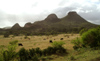 Cuba - Holgun province - cows grazing - photo by G.Friedman