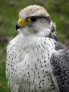 Czech Republic - Gyrfalcon / Sokol loveck / Falco rusticolus - photo by J.Kaman