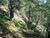 Russia - Dagestan - Tsumada rayon: forest in the slopes (photo by G.Khalilullaev)