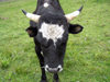 Russia - Dagestan - Tsumada rayon - Bogosskiy ridge: cow - bovine greetings (photo by G.Khalilullaev)