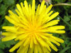 Russia - Dagestan - Tsumada rayon: yellow flower (photo by G.Khalilullaev)