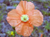 Russia - Dagestan - Tsumada rayon: poppy (photo by G.Khalilullaev)