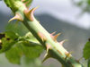 Russia - Dagestan - Tsumada rayon: thorns (photo by G.Khalilullaev)