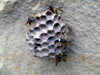 Russia - Dagestan - Tsumada rayon: wasps build their nest (photo by G.Khalilullaev)