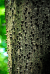 Santo Domingo, Dominican Republic: Parque de los Tres Ojos - Park of the Three Eyes - thorns on a tree trunk - photo by M.Torres