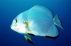 Egypt - Red Sea - batfish - Platax - underwater photo by W.Allgwer - Rundkopf-Fledermausfisch, Platax orbicularis, Junge Fledermausfische sehen mit ihren an Skalaren erinnernden hohen Flossen sehr attraktiv aus und werden manchmal als Zierfische fr Seew