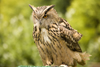 Exmoor NP, Somerset, South West England, UK: resting great horned owl at Exmoor Falconry - photo by I.Middleton