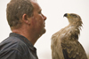 Exmoor NP, Somerset, South West England, UK: hawk with trainer in Exmoor Falconry - photo by I.Middleton