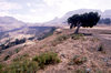 Eritrea - on the plateau - solitary tree - photo by Joe Filshie