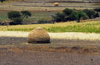 Lalibela, Amhara region, Ethiopia: agriculture - stacked hay - Semien Wollo Zone - photo by M.Torres