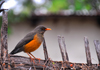 Bahir Dar, Amhara, Ethiopia: bird on a fence - photo by M.Torres