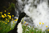 Gjgv village, Eysturoy island, Faroes: duck and yellow flowers - photo by A.Ferrari