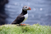 Mykines island, Faroes: Atlantic Puffin posing - Fratercula arctica - photo by A.Ferrari