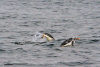 Falkland islands / Ilhas Malvinas Port Stanley: Gentoo Penguins swimming - Pygoscelis papua - Manchot papou - photo by C.Breschi