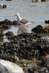 Falkland islands - East Falkland - Salvador - Kelp Gull - Dominican Gull - Larus dominicanus - photo by Christophe Breschi