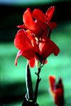 Finland - Kuopio (Ita-Suomen Laani): Canna flower (photo by F.Rigaud)