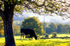 Saint-Pre-sous-Vzelay, Yonne, Burgundy / Bourgogne, France: pasture among the trees - cow grazing on the hills, with the church of Notre-Dame de Saint-Pre in the background - photo by K.Gapys