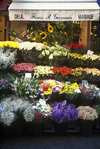 Paris, France: flowers for sale at a street market - Saint Germain des Prs, Rue de Buci - 6e arrondissement - photo by C.Lovell