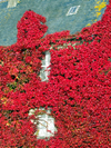 Carentan, Manche, Basse-Normandie, France: house clad in red ivy - town outskirts - photo by A.Bartel