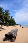 Libreville, Estuaire Province, Gabon: rainforest log on the sand - abandoned by the the local timber industry after being washed ashore - Tropicana beach - Quartier Tahiti - photo by M.Torres