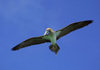 Galapagos Islands, Ecuador: plunging booby - photo by R.Eime