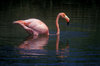 Isla Isabela / Albemarle island, Galapagos Islands, Ecuador: this lagoon provides an ideal habitat for the Greater Flamingo (Phoenicopterus ruber) - pink reflection on the water - photo by C.Lovell