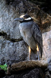 Genovesa Island / Tower Island, Galapagos Islands, Ecuador: the Yellow-crowned Night Heron (Nyctanassa violacea) feeds mainly at night - photo by C.Lovell