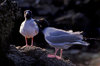 Genovesa Island / Tower Island, Galapagos Islands, Ecuador: Swallow-tailed gull (Creagrus furcatus), the world's only nocturnal gull - couple on rocks- photo by C.Lovell