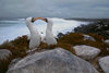 Galapagos Islands, Ecuador: Masked Booby birds (Sula dactylatra) clicking beaks in a courtship ritual - shore view - photo by C.Lovell