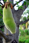 Banjul, Gambia: Baobab fruit hanging from the tree, which is seen in the background - African baobab - Adansonia digitata - photo by M.Torres