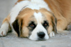 Greek islands - Dodecanese archipelago - Symi island - Panormitis lazy - dog - photo by A.Dnieprowsky