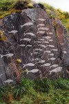 Qaqortoq: whales - modern petroglyphs (photo by G.Frysinger)