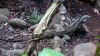 Guadeloupe / Guadalupe / Guadelupe: rain forest iguana - the zoo / Parc Zoologique et Botanique de Guadeloupe (photographer: R.Ziff)