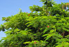 Fort-Libert, Nord-Est Department, Haiti: acacia leaves - photo by M.Torres