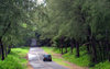 Hawaii Island - Puna District.: road and forest - the SE corner of the Big Island contains remnants of a lush tropical rainforest, though much has been destroyed by volcanic activity and agriculture - photo by R.Eime