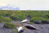 Heard Island - UNESCO World Heritage Site: seals dozing helter-skelter among the huge tussocks of Azorella moss- photo by F.Lynch