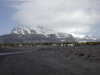 Heard Island:  penguins and elephant seals line the edge of a line of tussocks of Azorella moss - edge of the Azorella Peninsula - photo by F.Lynch