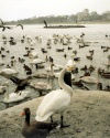 Reykjavik: swan-land - Tjrnin lake (photo by M.Torres)