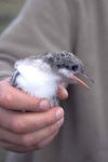 Iceland - Young arctic tern - Sterna paradisaea / jonge noordse stern (photo by W.Schipper)