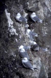 Iceland - Kittiwakes - Rissa tridactyla / drieteenmeeuwen (photo by W.Schipper)