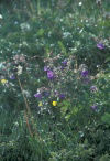 Iceland - Gullfoss: wild flowers (photo by W.Schipper)