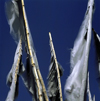 India - Himachal Pradesh: Buddhist prayer flags - photo by W.Allgwer